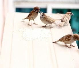 在线观看麻雀,揭秘网络影视的崛起与魅力 第1张 在线观看麻雀,揭秘网络影视的崛起与魅力 第1张